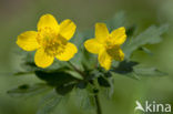 Yellow Anemone (Anemone ranunculoides)