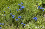 Gentiana rostani