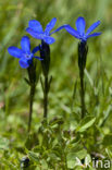 Gentiana rostani