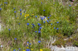 Gentiana rostani