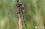 Gevlekte glanslibel (Somatochlora flavomaculata) 