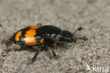 Gewone doodgraver (Nicrophorus vespilloides)