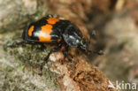 Gewone doodgraver (Nicrophorus vespilloides)