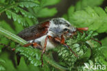 common cockchafer (Melolontha melolontha)