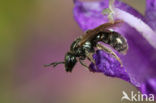 Gewone smaragdgroefbij (Lasioglossum leucopus)