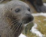 Gewone zeehond (Phoca vitulina) 