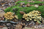 Sulphur tuft (Hypholoma fasciculare)