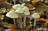 Sulphur tuft (Hypholoma fasciculare)