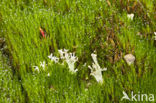Gewoon gaffeltandmos (Dicranum scoparium)
