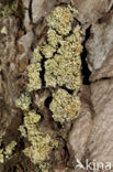 Common clam lichen (Hypocenomyce scalaris)