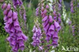 Gewoon vingerhoedskruid (Digitalis purpurea)