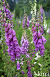 Gewoon vingerhoedskruid (Digitalis purpurea)