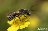 Glanzende bandgroefbij (Lasioglossum zonulum)