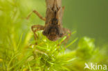 Glassnijder (Brachytron pratense) 