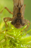 Hairy Dragonfly (Brachytron pratense)
