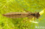 Hairy Dragonfly (Brachytron pratense)