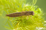 Hairy Dragonfly (Brachytron pratense)