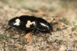 Glischrochilus quadriguttatus