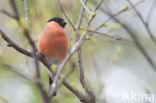 Eurasian Bullfinch (Pyrrhula pyrrhula)