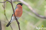 Eurasian Bullfinch (Pyrrhula pyrrhula)