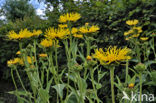 Griekse alant (Inula helenium)