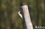 Grijskopspecht (Picus canus)