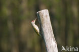 Grey-faced Woodpecker (Picus canus)