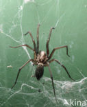 Common House Spider (Tegenaria domestica)