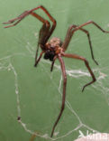 Common House Spider (Tegenaria domestica)