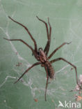 Grijze huisspin (Tegenaria domestica)