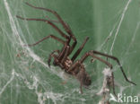 Grijze huisspin (Tegenaria domestica)