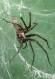 Grijze huisspin (Tegenaria domestica)