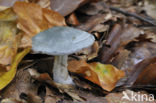 Groene anijstrechterzwam (Clitocybe odora)