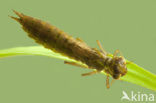 Groene glazenmaker (Aeshna viridis) 