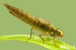 Groene glazenmaker (Aeshna viridis) 