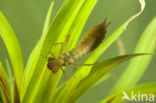 Groene glazenmaker (Aeshna viridis) 