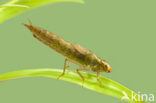Groene glazenmaker (Aeshna viridis) 
