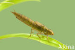 Green Hawker (Aeshna viridis)