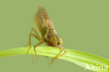 Groene glazenmaker (Aeshna viridis) 