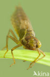 Groene glazenmaker (Aeshna viridis) 