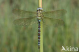 Groene glazenmaker (Aeshna viridis) 