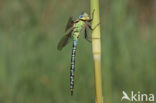 Groene glazenmaker (Aeshna viridis) 