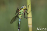 Groene glazenmaker (Aeshna viridis) 