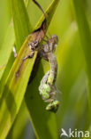 Groene glazenmaker (Aeshna viridis) 