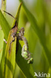 Groene glazenmaker (Aeshna viridis) 