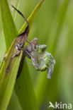 Green Hawker (Aeshna viridis)