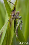 Green Hawker (Aeshna viridis)