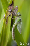 Green Hawker (Aeshna viridis)