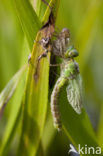 Green Hawker (Aeshna viridis)