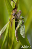 Green Hawker (Aeshna viridis)